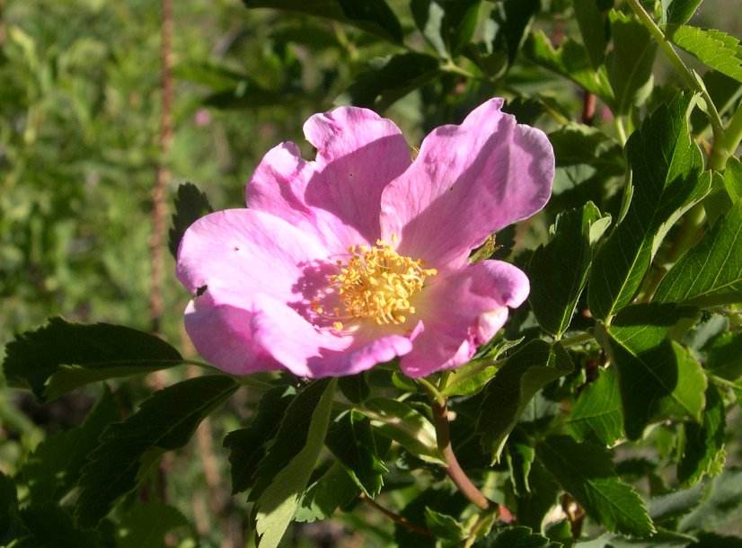 DSCN8028