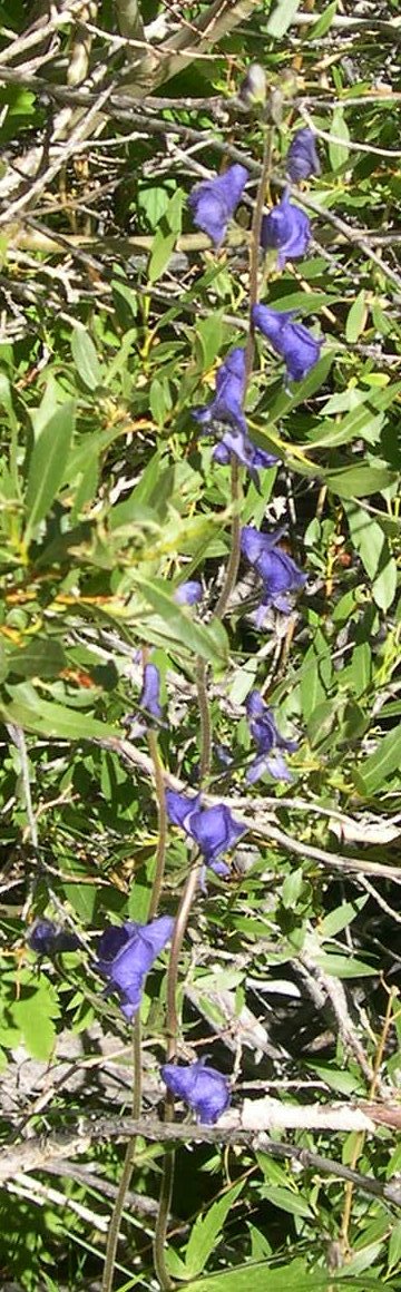 DSCN8251