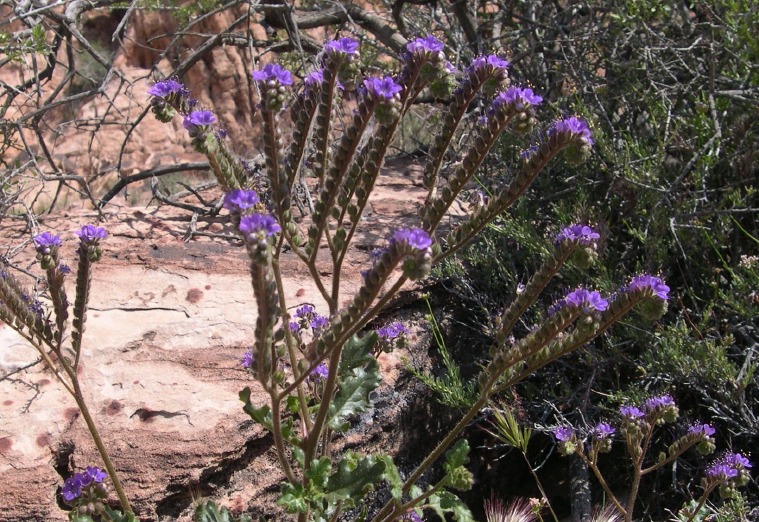 flowerGCT01