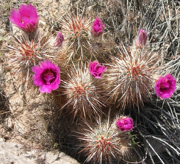 flowerGCT02