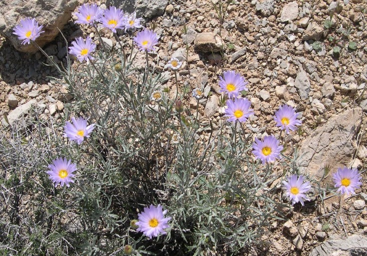 flowerGCT22
