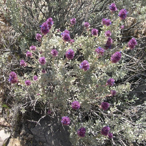 flowerGCT24