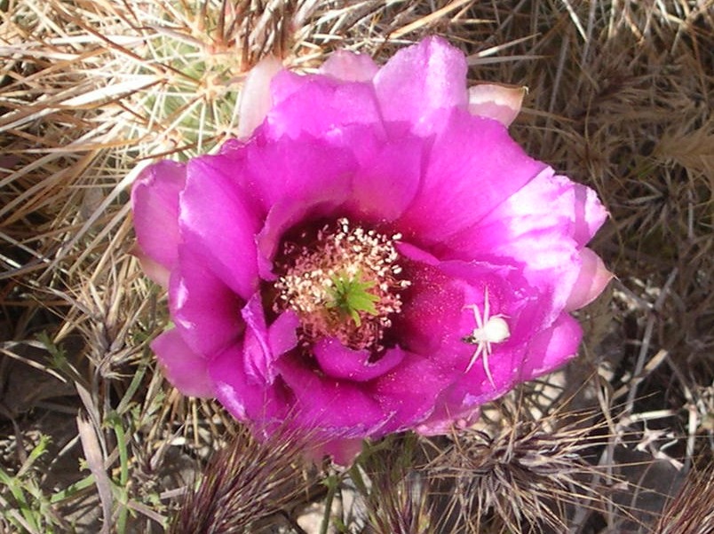 flowerGCT28
