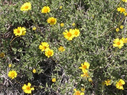 flowerGCT29