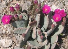 flowerGCT05