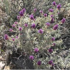 flowerGCT24