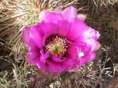 flowerGCT28