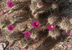 flowerGCT30