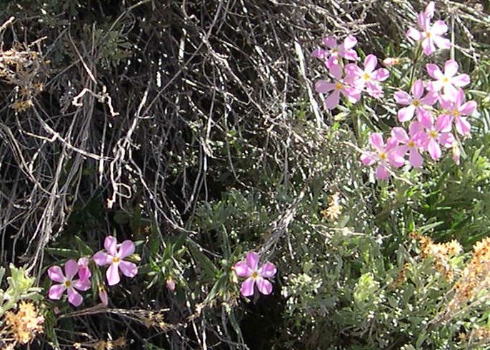 DSCN6767_pink