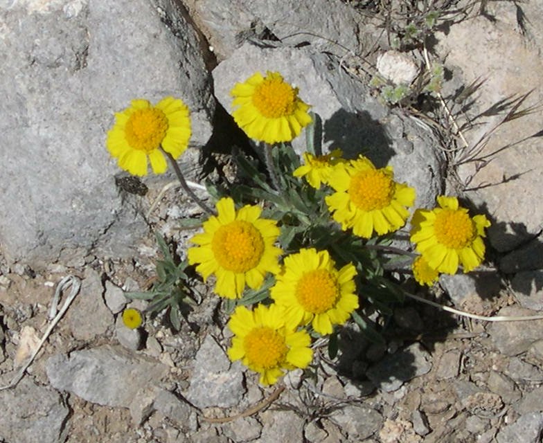 DSCN6903_yellow