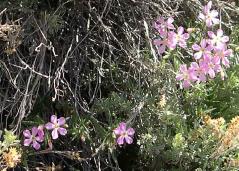DSCN6767_pink