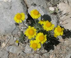 DSCN6903_yellow