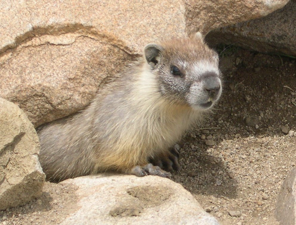 poupou2